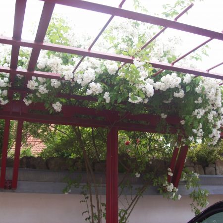 flori